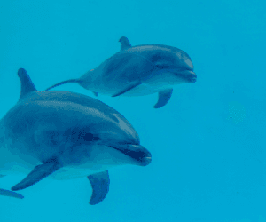 名古屋港水族館